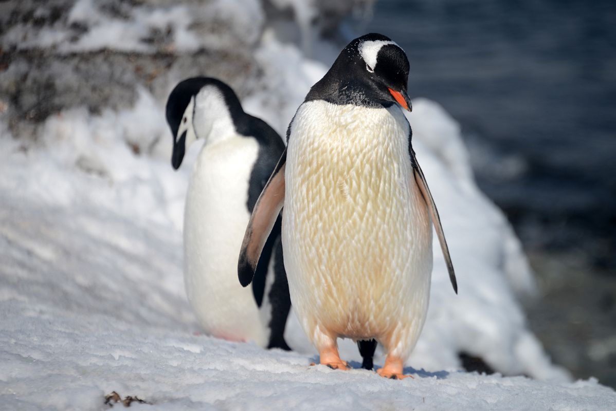 17 A Chinstrap And A Gentoo Penguin On Aitcho Barrientos Island In South Shetland Islands On Quark Expeditions Antarctica Cruise